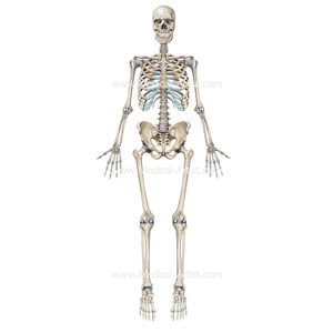Skeletal Support